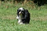 TERRIER DU TIBET 298